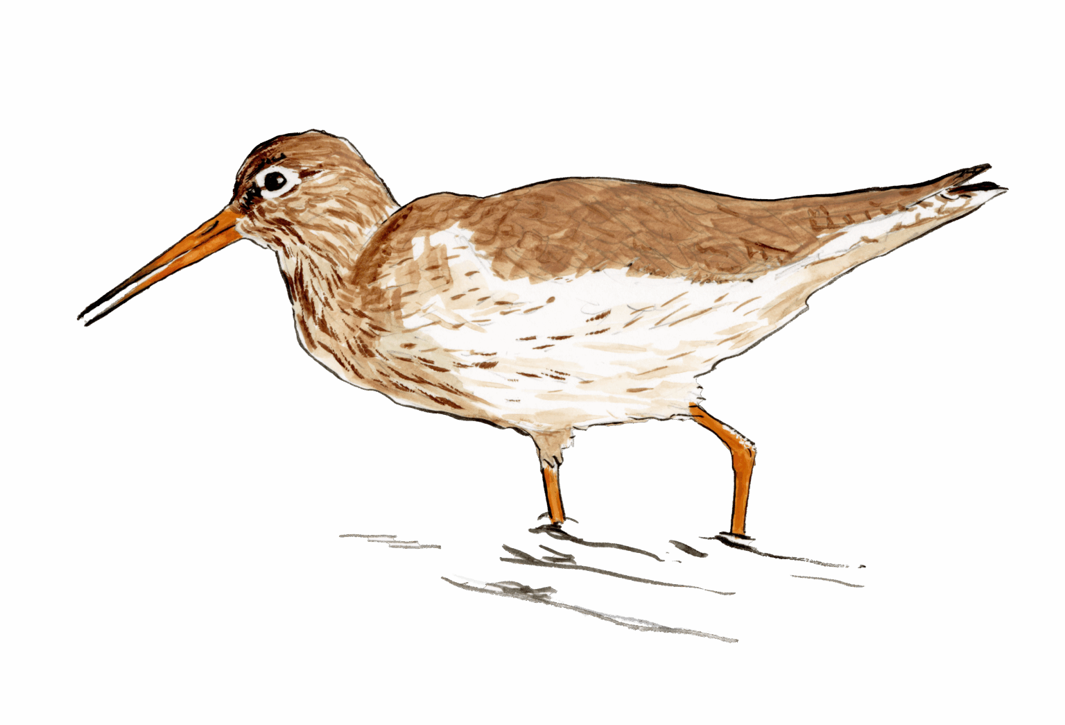 Ilustración de un Archibebe común