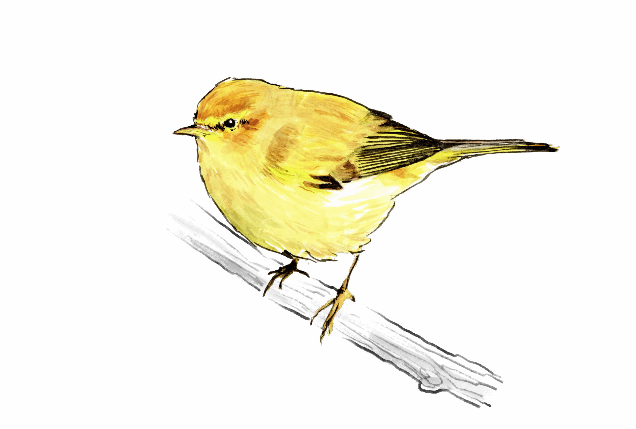 MOSQUITERO